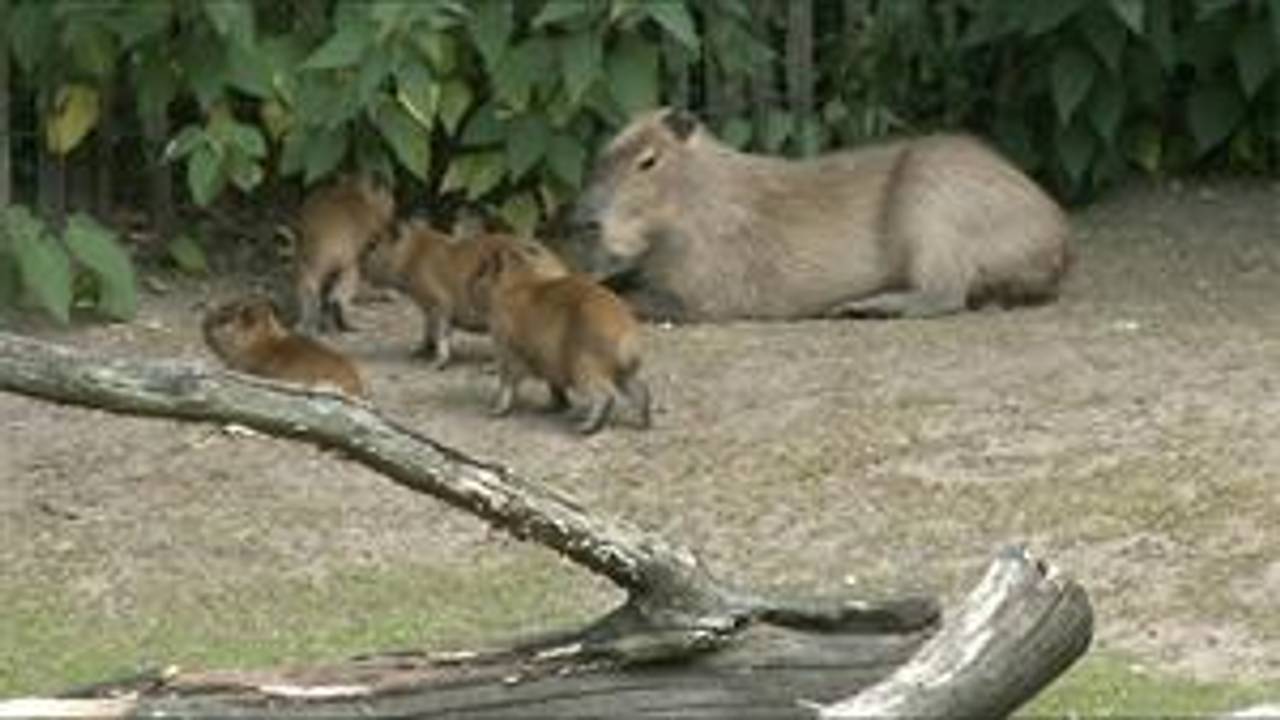 Kapibara met jonkies in het dierenpark.