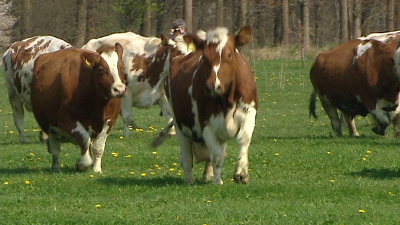 Wakker Dier: steeds meer megastallen met koeien in Brabant