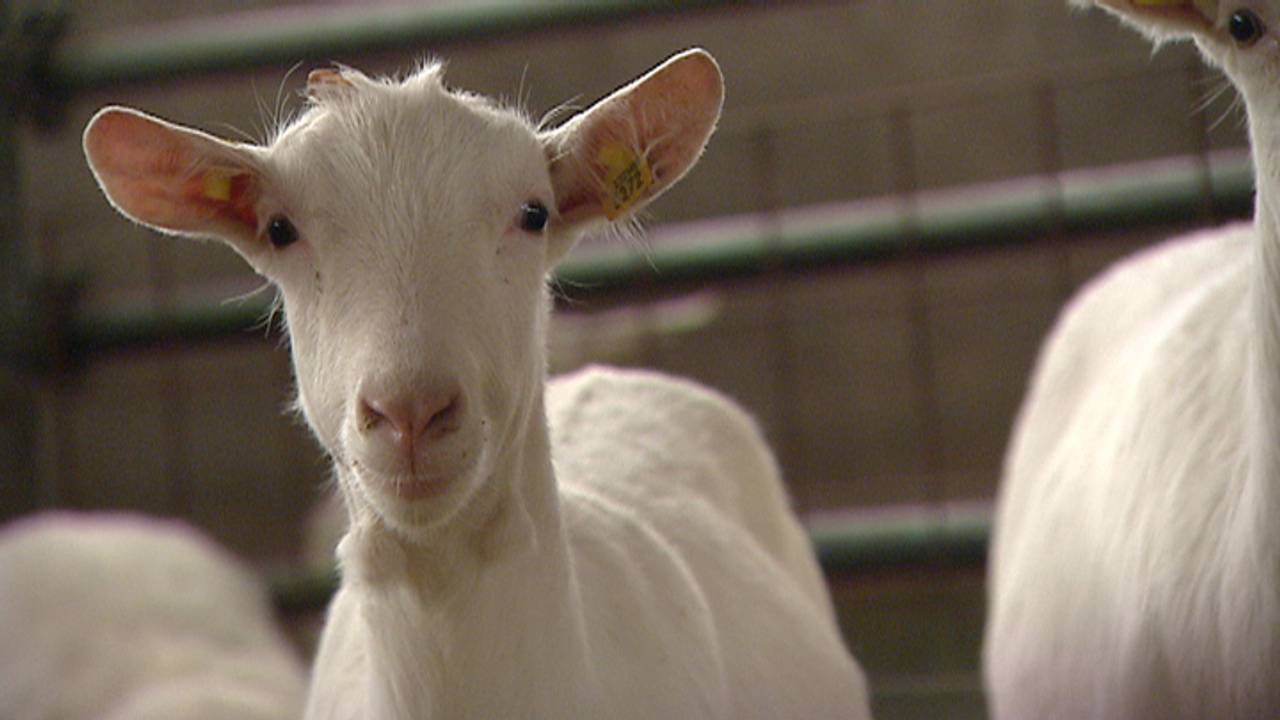 De ziekte brak in 2007 uit in Herpen.