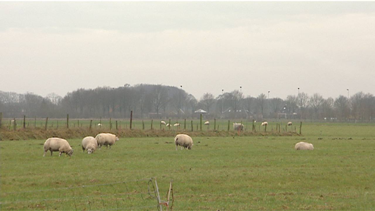 Schapen gestolen in Linden