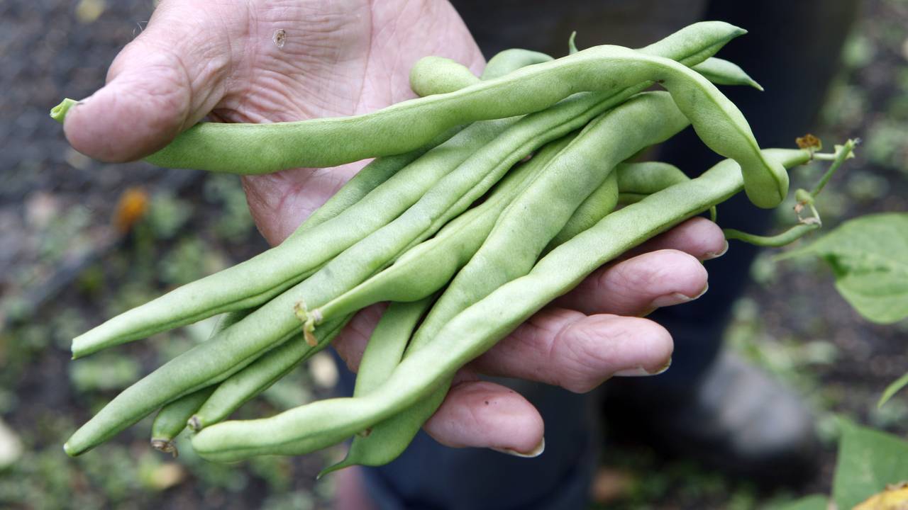 Groen licht voor groenten Moerdijk
