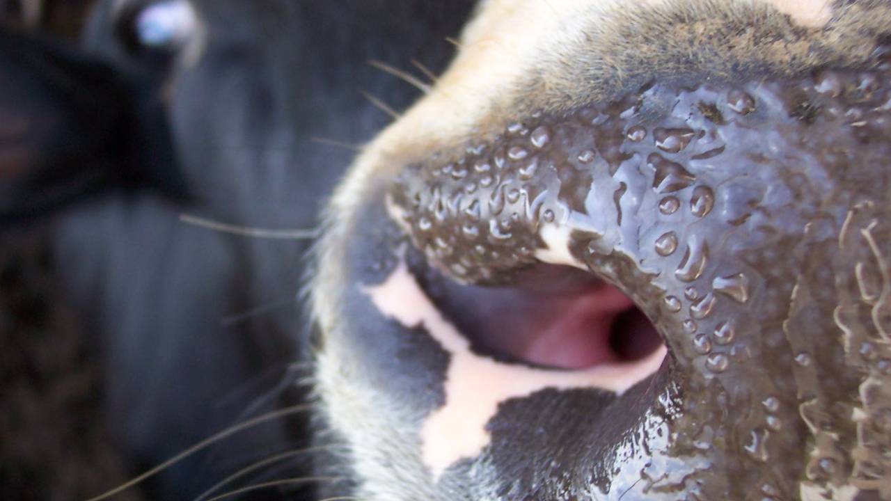 Binnenkort volgt een nieuwe inentingsronde (archieffoto)