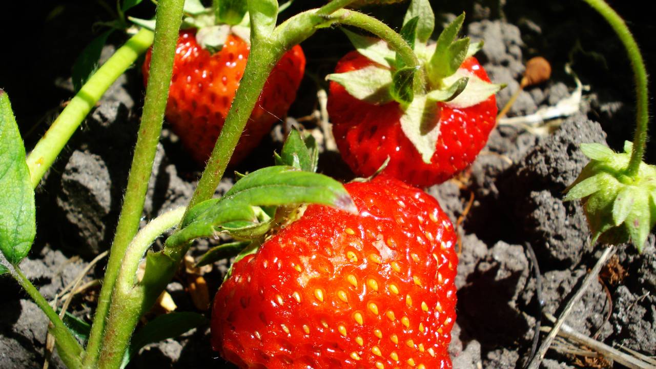 Negen miljoen aardbeien in West-Brabant