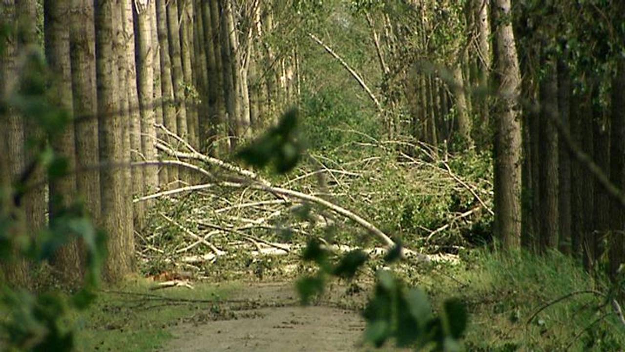 Ravage in het Wijboschbroek