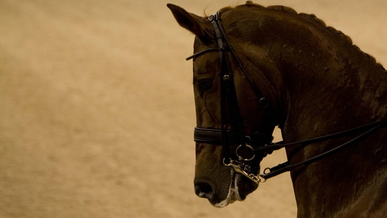 Man valt van paard in Etten-Leur (archieffoto)