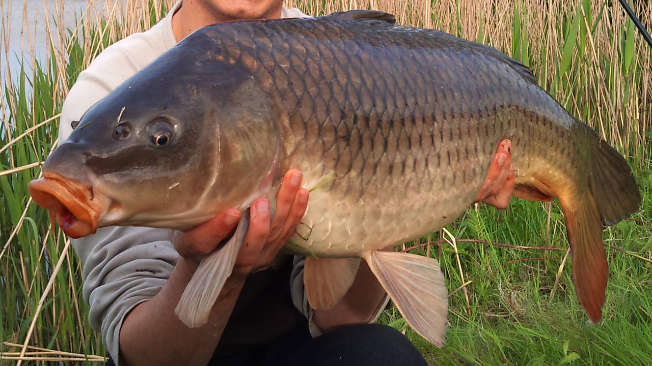 Op zoek naar karper met de atlas