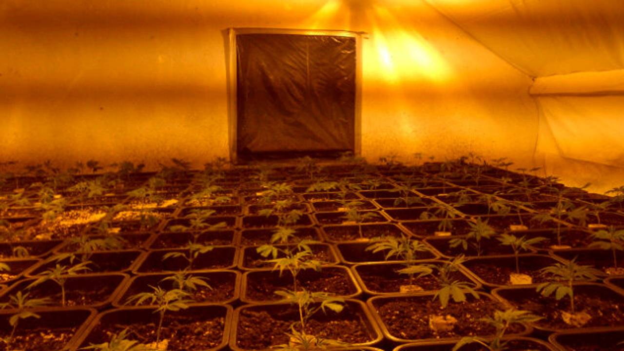 Een plantage met jonge plantjes