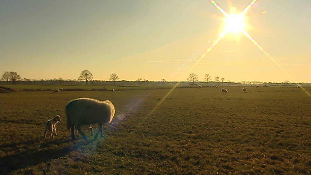 Gestolen schapen terug naar eigenaar