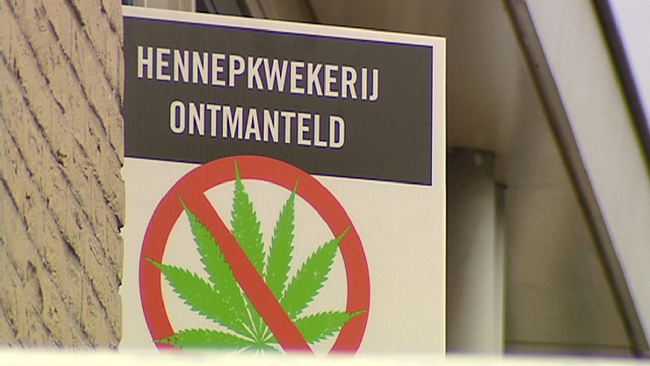 Hennepplantages opgerold in België.