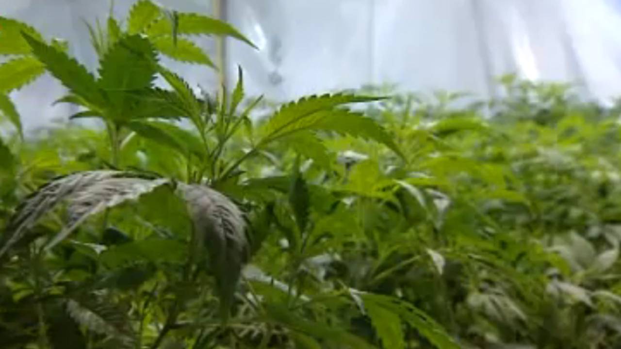 Coffeeshop Pistache zou akkoord hebben gehad met politie