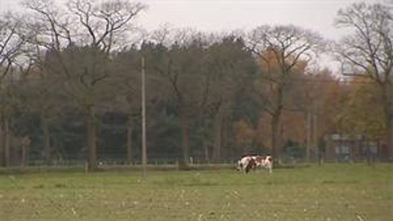 Het Brabantse land is volgens Greenpeace geschikt