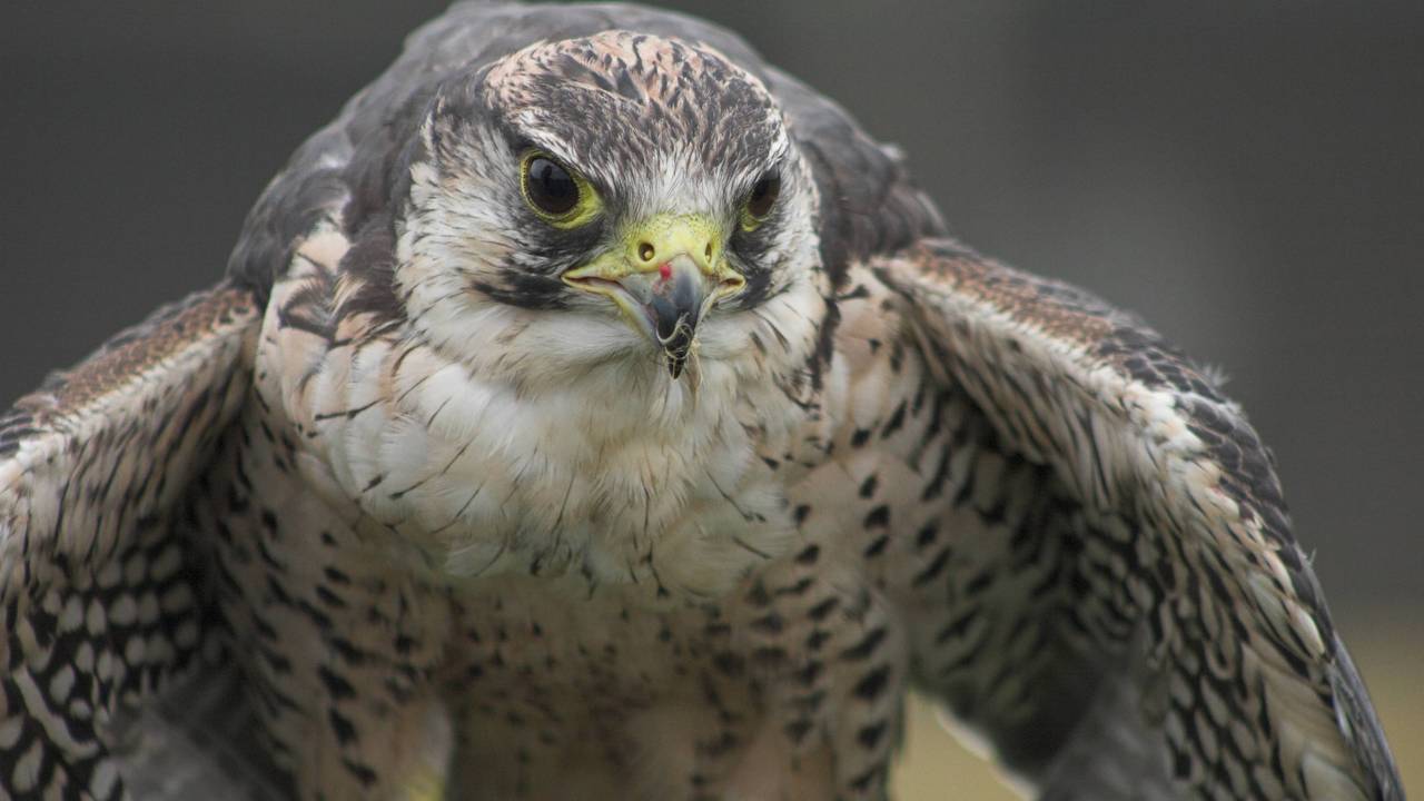 Een slechtvalk (foto: SXC)