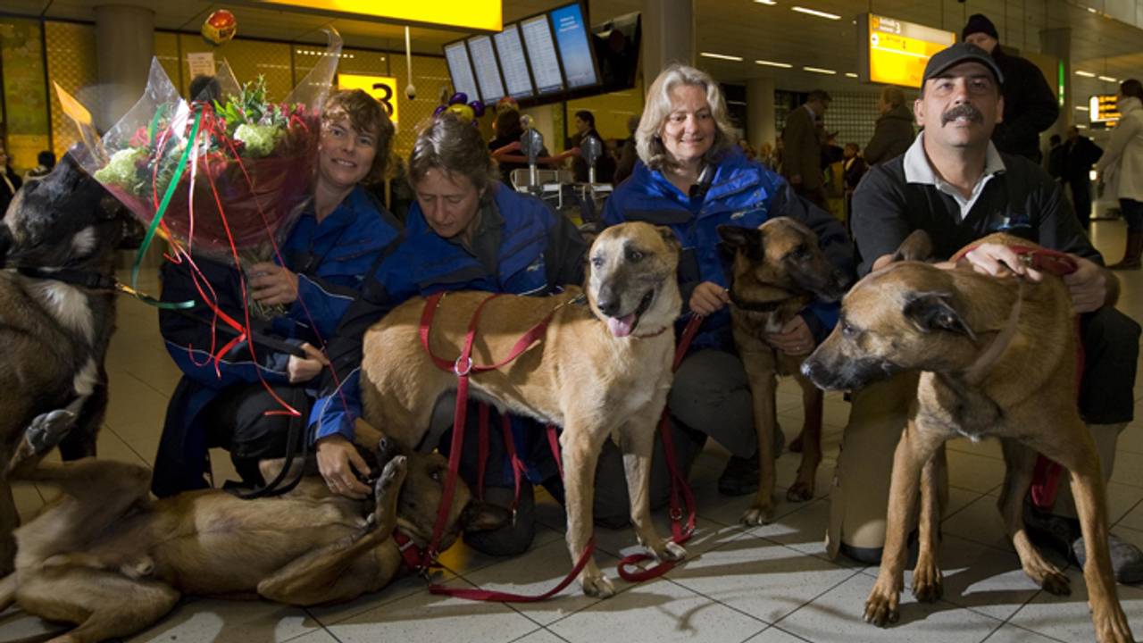 De speurhonden van Signi (foto: ANP)