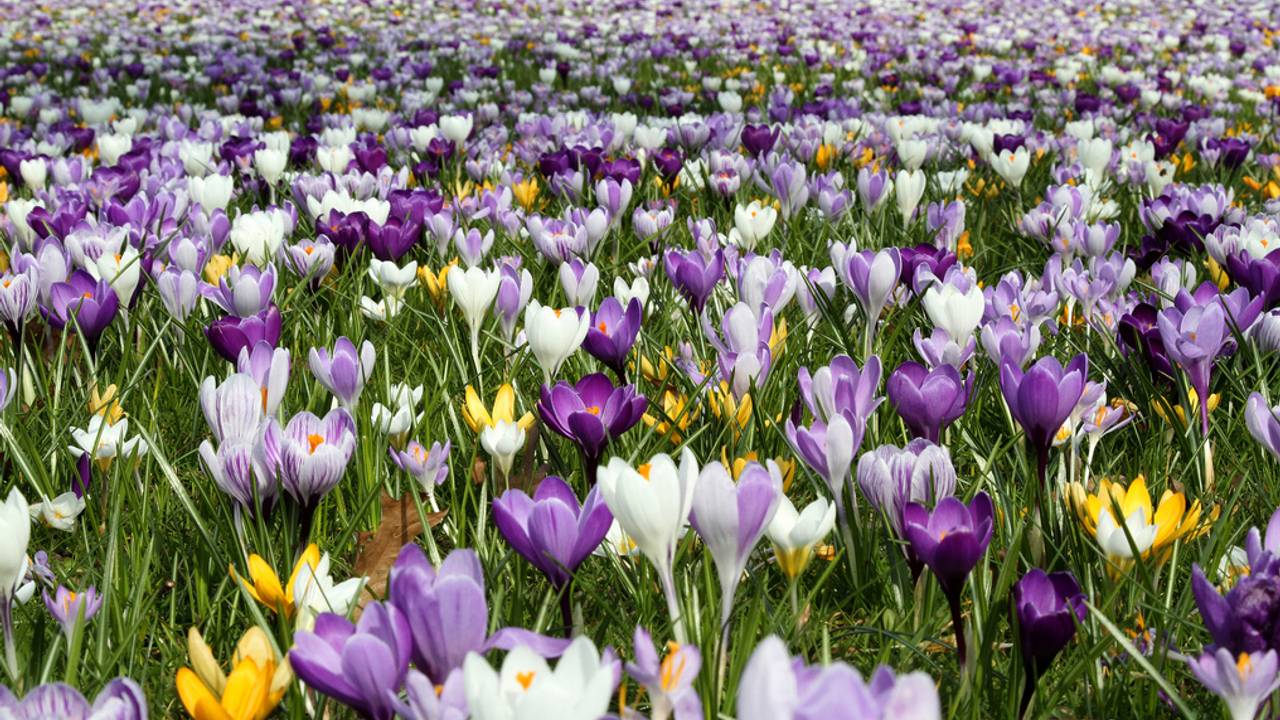 Bloemenveld voor vlinders aangelegd in Etten-Leur