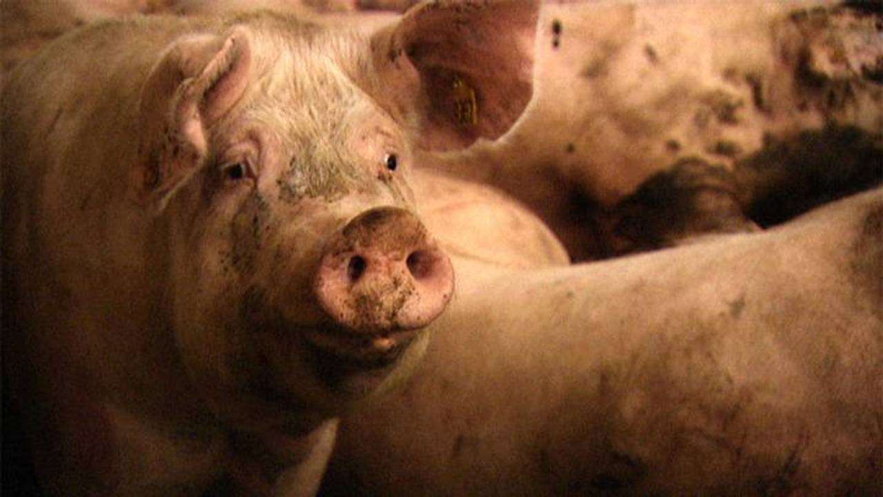 Na de varkenpest werd het platteland op de schop genomen