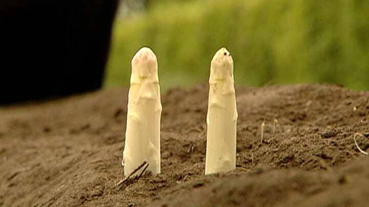 (Archieffoto) Zo hebben de aspergekwekers ze dit jaar nog niet gezien