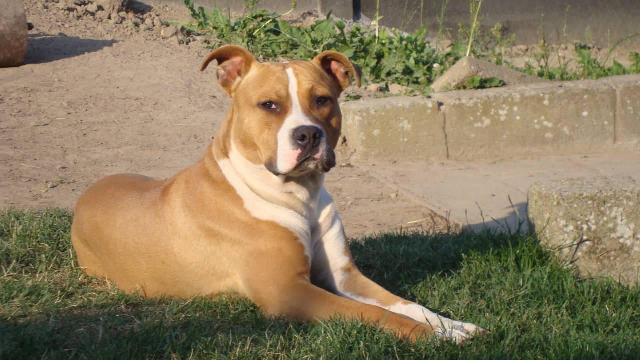 Een soortgelijke stafford (Foto: archief)