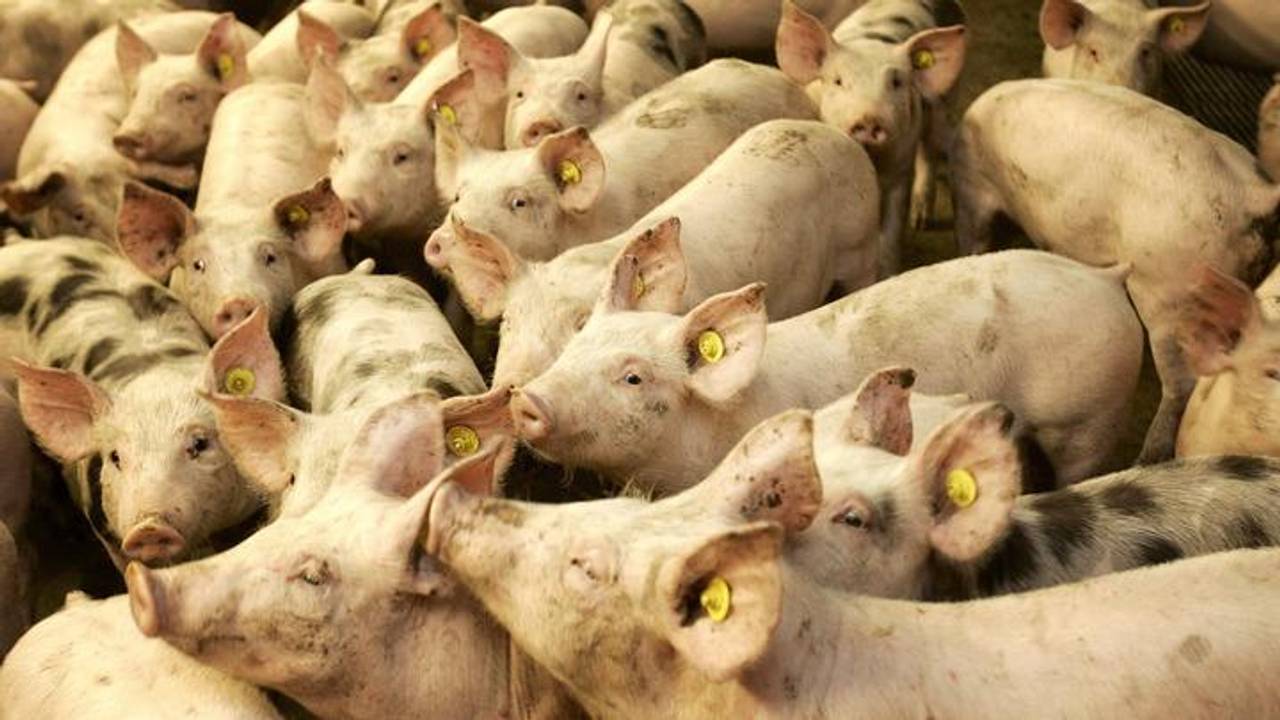 'Nauwelijks stankoverlast varkens' (archieffoto)