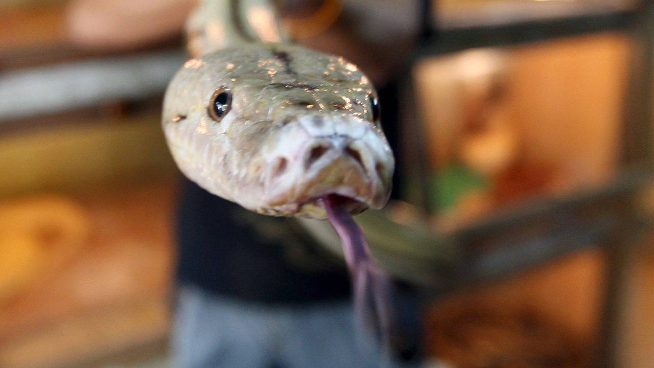 boaconstrictor_anp-720