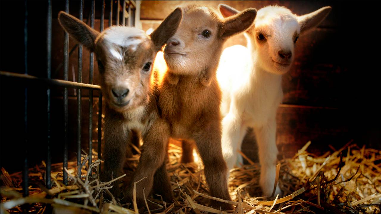 De bouw van een nieuwe stal was al stilgelegd.