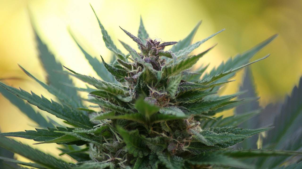 Hennep geruimd in West-Brabant.