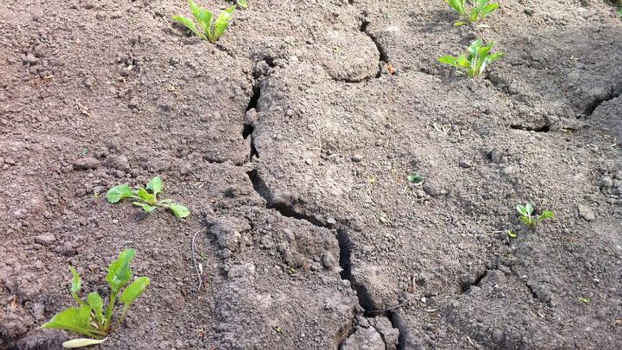 Droogte in de aardappelgrond
