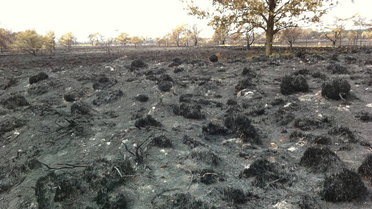 De Kalmthoutse Heide na de brand in 2011.