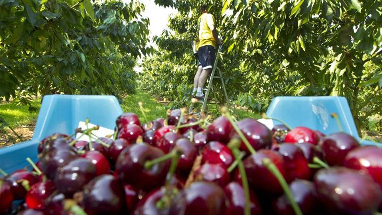 De kersenoogst was al prima, ook ander fruit hangt er gunstig bij.