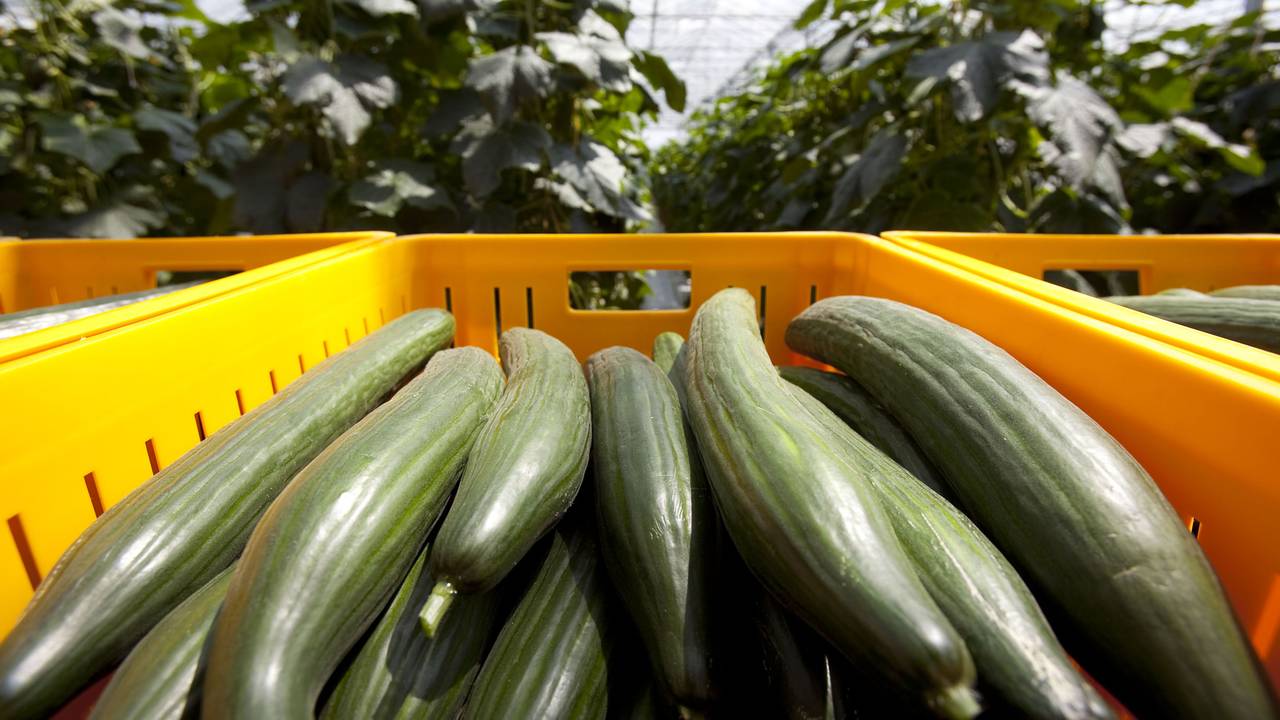 25% van de Nederlandse groenten komt uit Brabant.