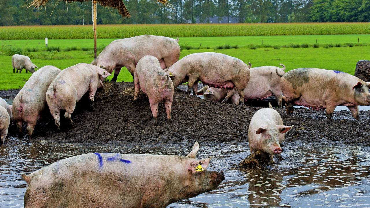 Iets mee varkens in Brabant in 2014 (foto: ANP)