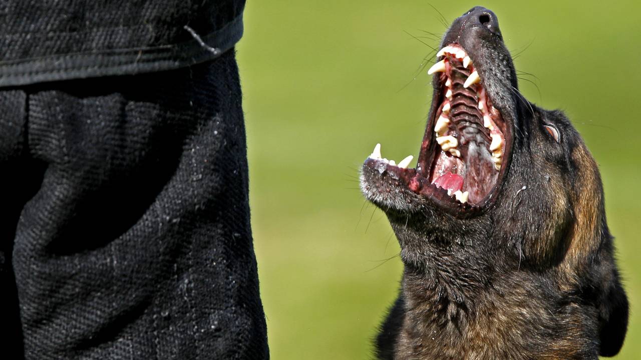 Politiehond bijt drugsverdachte ziekenhuis in