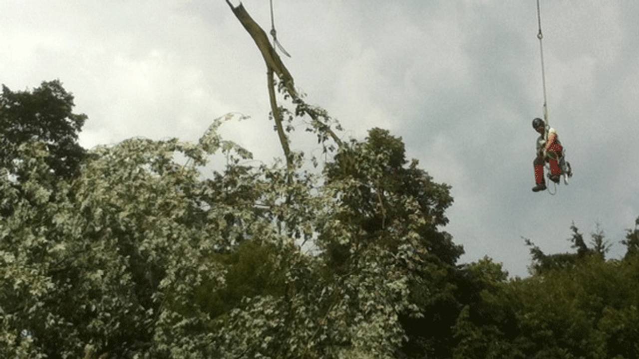 Bomen worden nog weggehaald (Foto: Willem-Jan Joachems)
