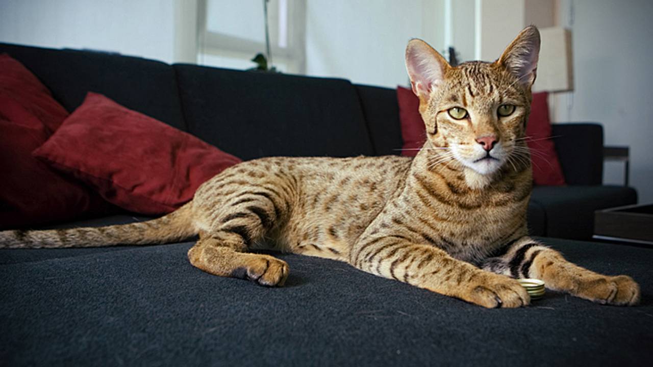 Een asherakat is een flink beest.