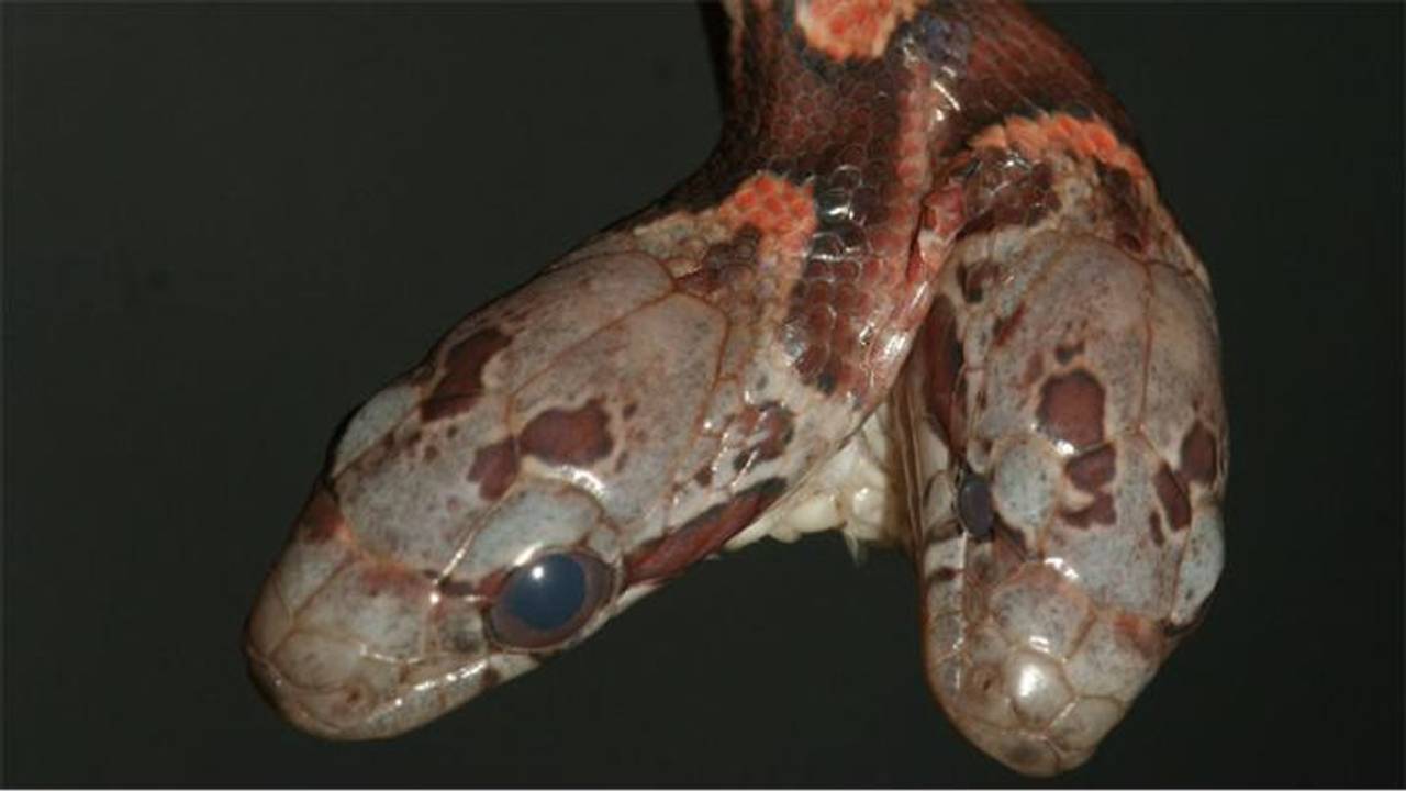 De tweekoppige slang kort na zijn geboorte