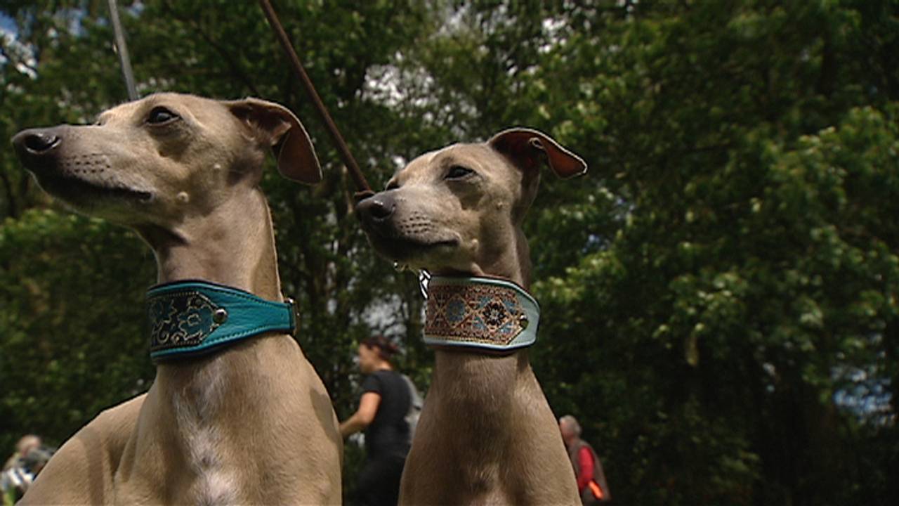 Gemert-Bakel: veel meer honden dan gedacht.
