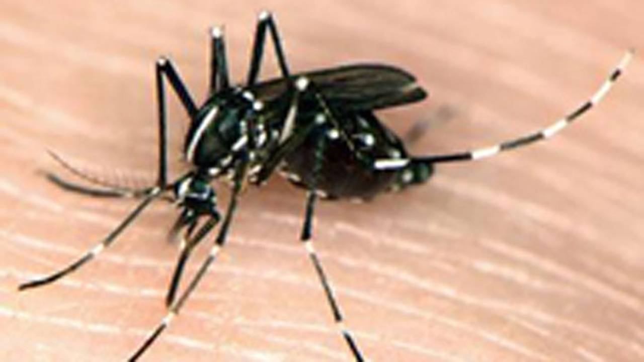 Tijgermug (Foto:  NVWA).