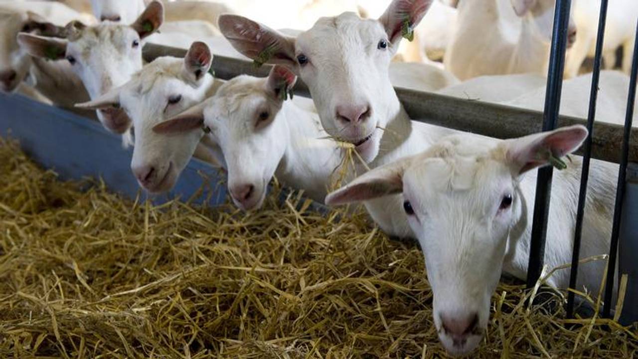 Nieuwe Q-koortstest uit Oss klaar