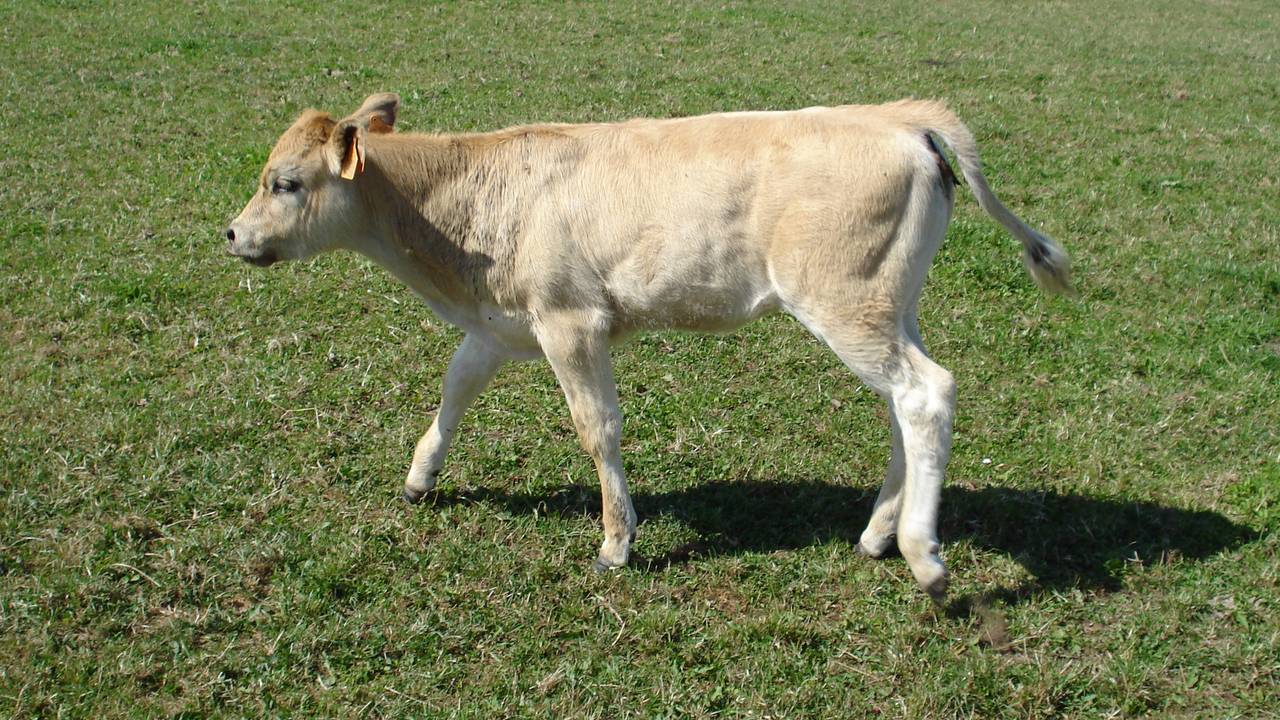 Dit kalf is niet besmet