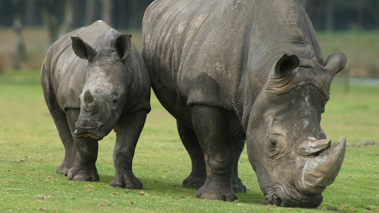 Safaripark de Beekse Bergen