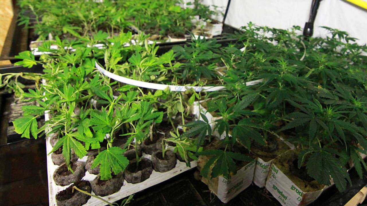Geen cactussen, maar hennepplantjes in huis. (archieffoto)
