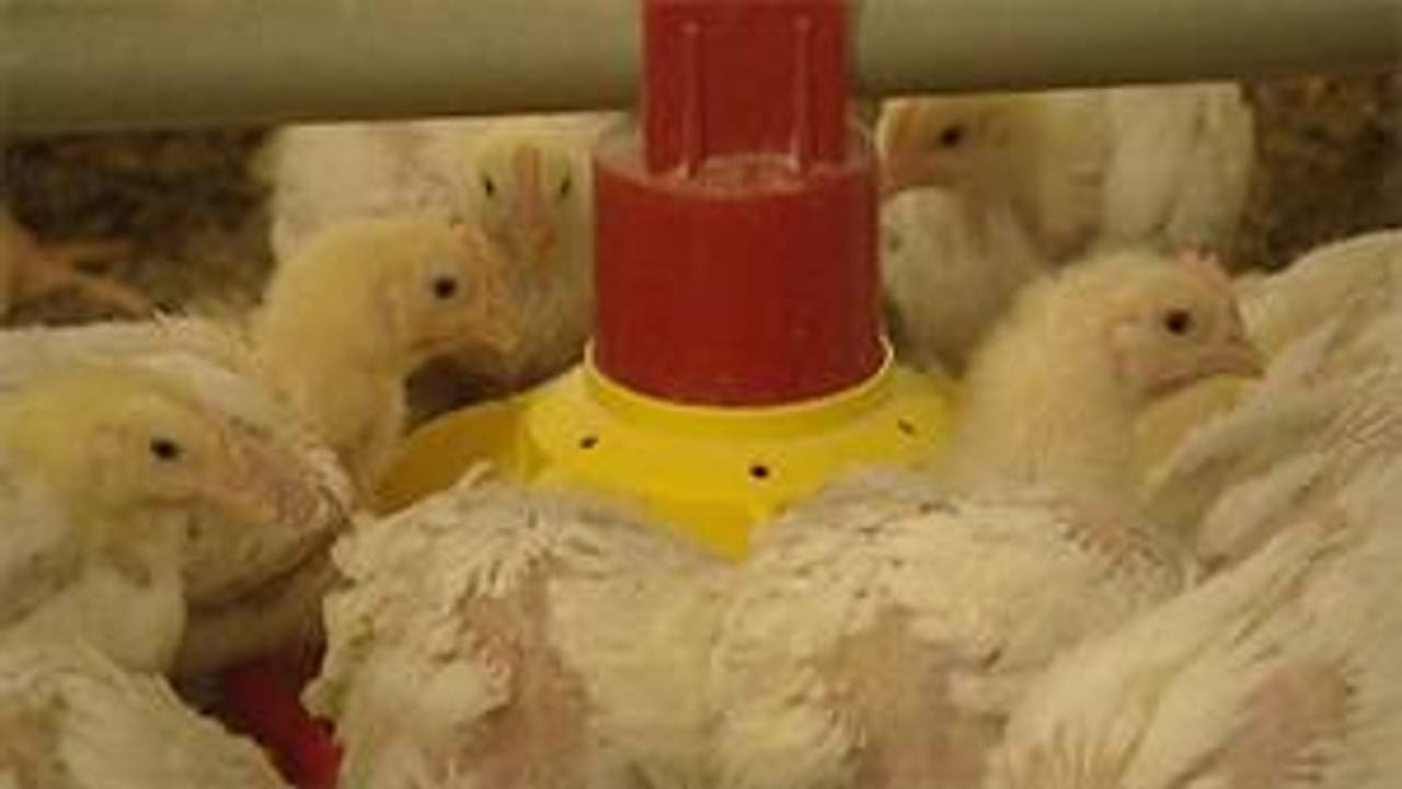 De bacterie werd in twee stallen ontdekt