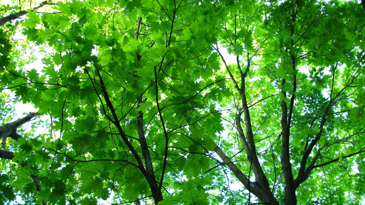 Boom zou voor problemen zorgen