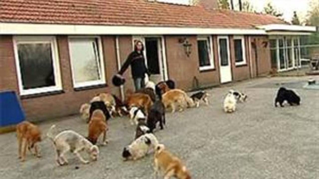 Het Dierenthuis gaat verhuizen