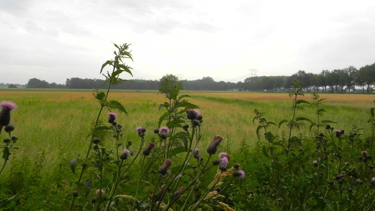 Brabant wil een aaneengesloten netwerk van natuurgebieden