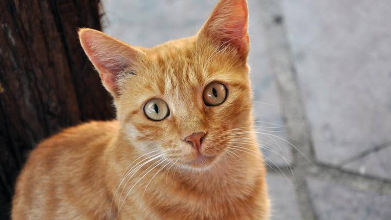 Dieren op zoek naar baasje