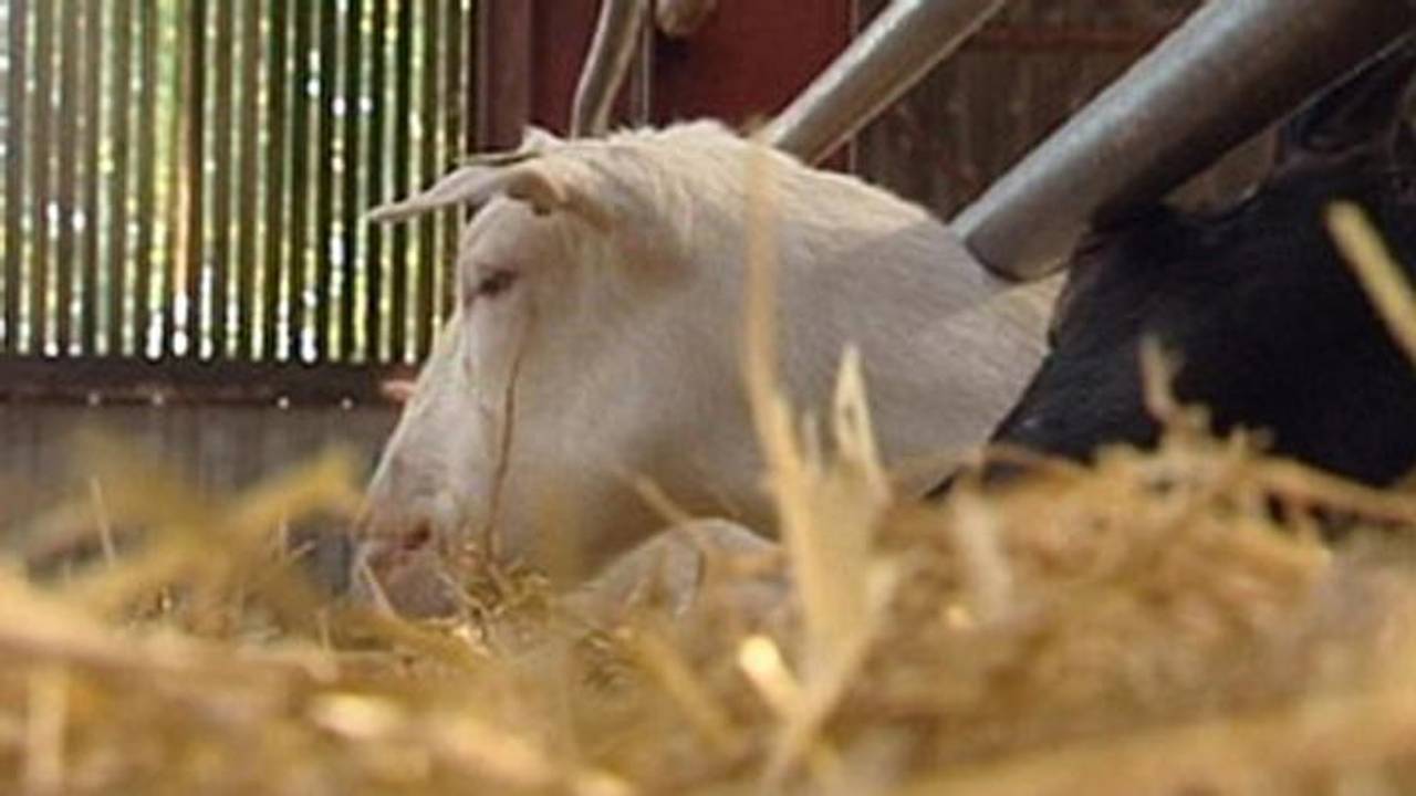 Besmette mest speelde grote rol bij verspreiding Q-koorts