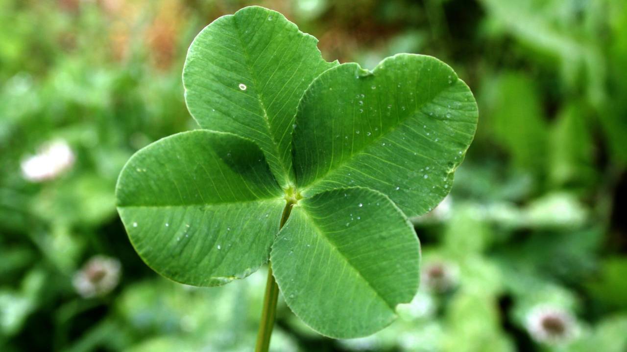 Zou een klavertje vier helpen?