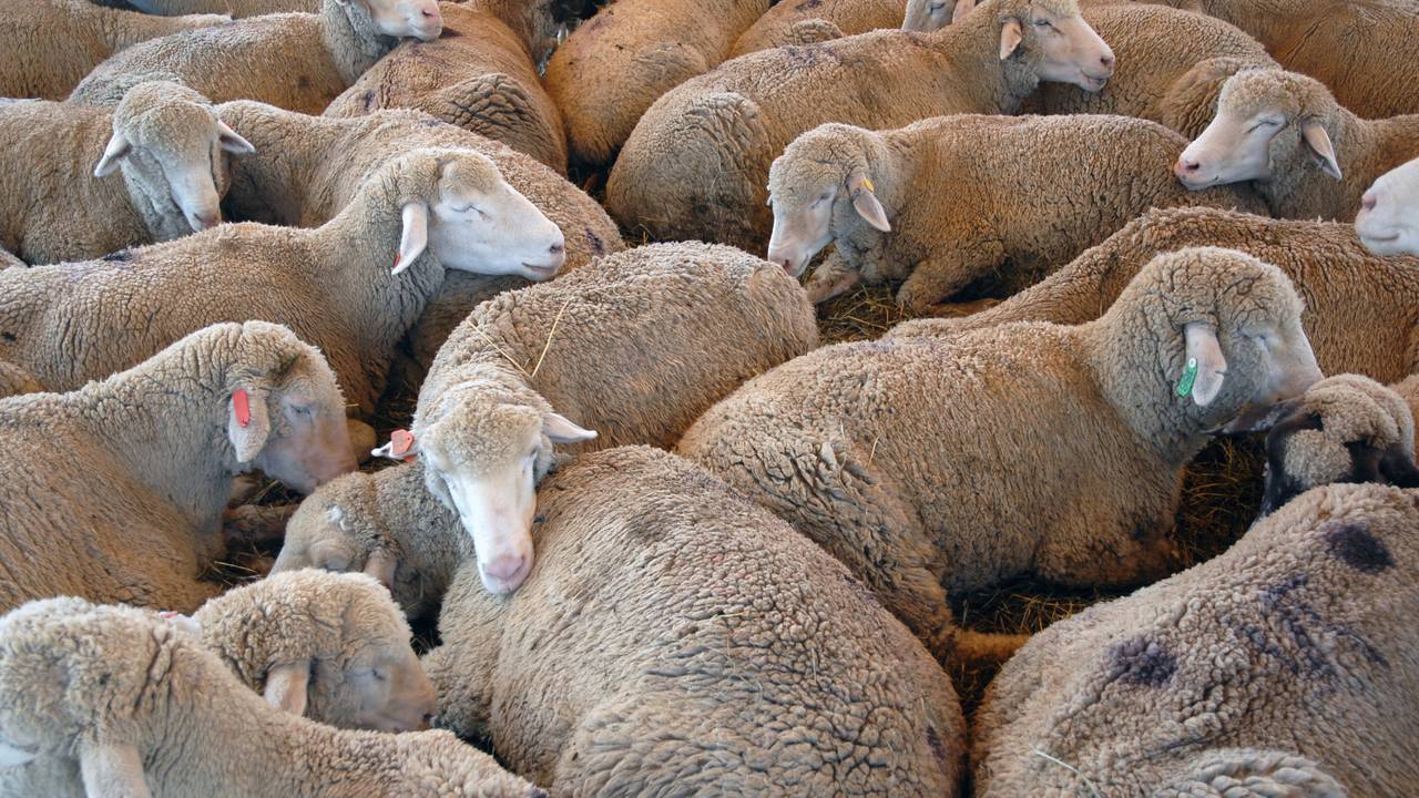 Er zijn nu negen besmette schapenbedrijven.