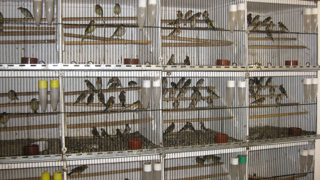 Vogeldieven slaan vooral in het najaar toe. (Archieffoto)