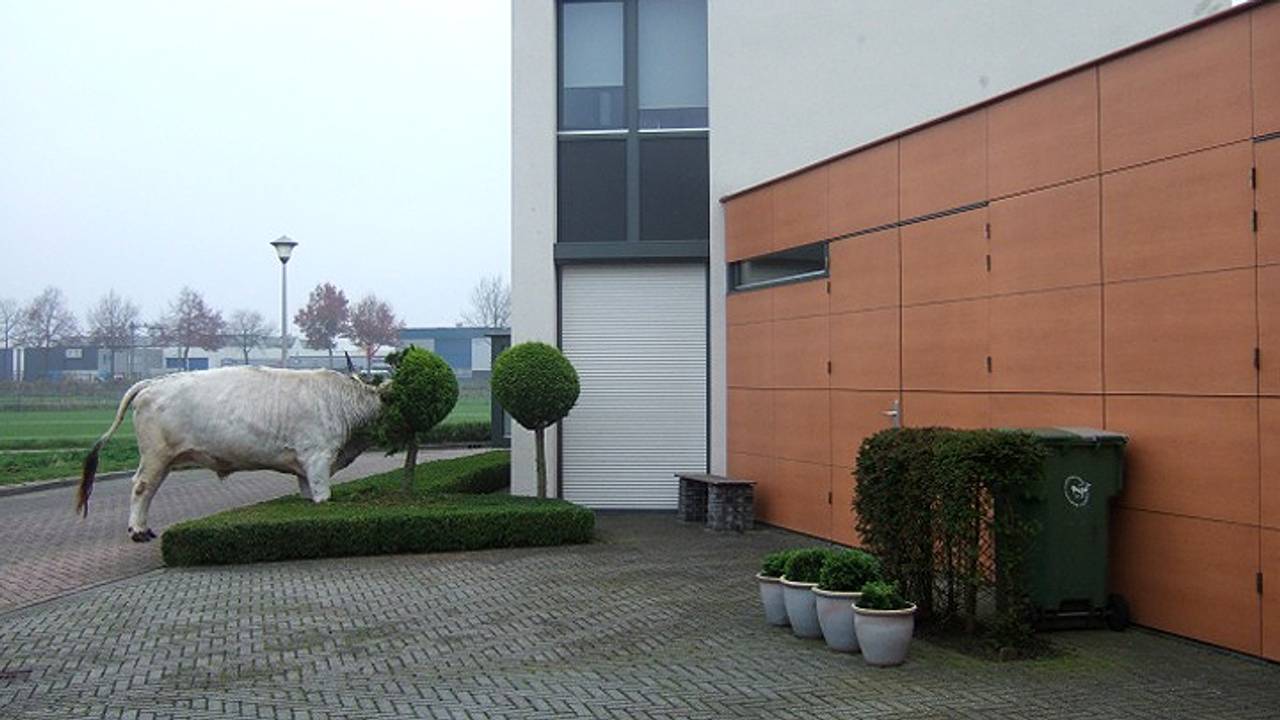 In Udenhout belandde circusdieren in de voortuin